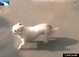 http://i.huffpost.com/gen/901067/thumbs/s-DOG-GUARDS-FAINTING-OWNER-large.jpg?12