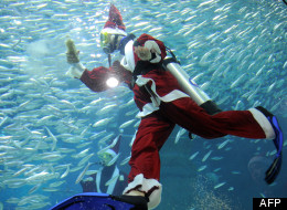 Le Père Noël... dans un aquarium (PHOTOS)