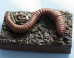 PHOTOS: Chocolate Creepy Crawlers Make Us Queasy