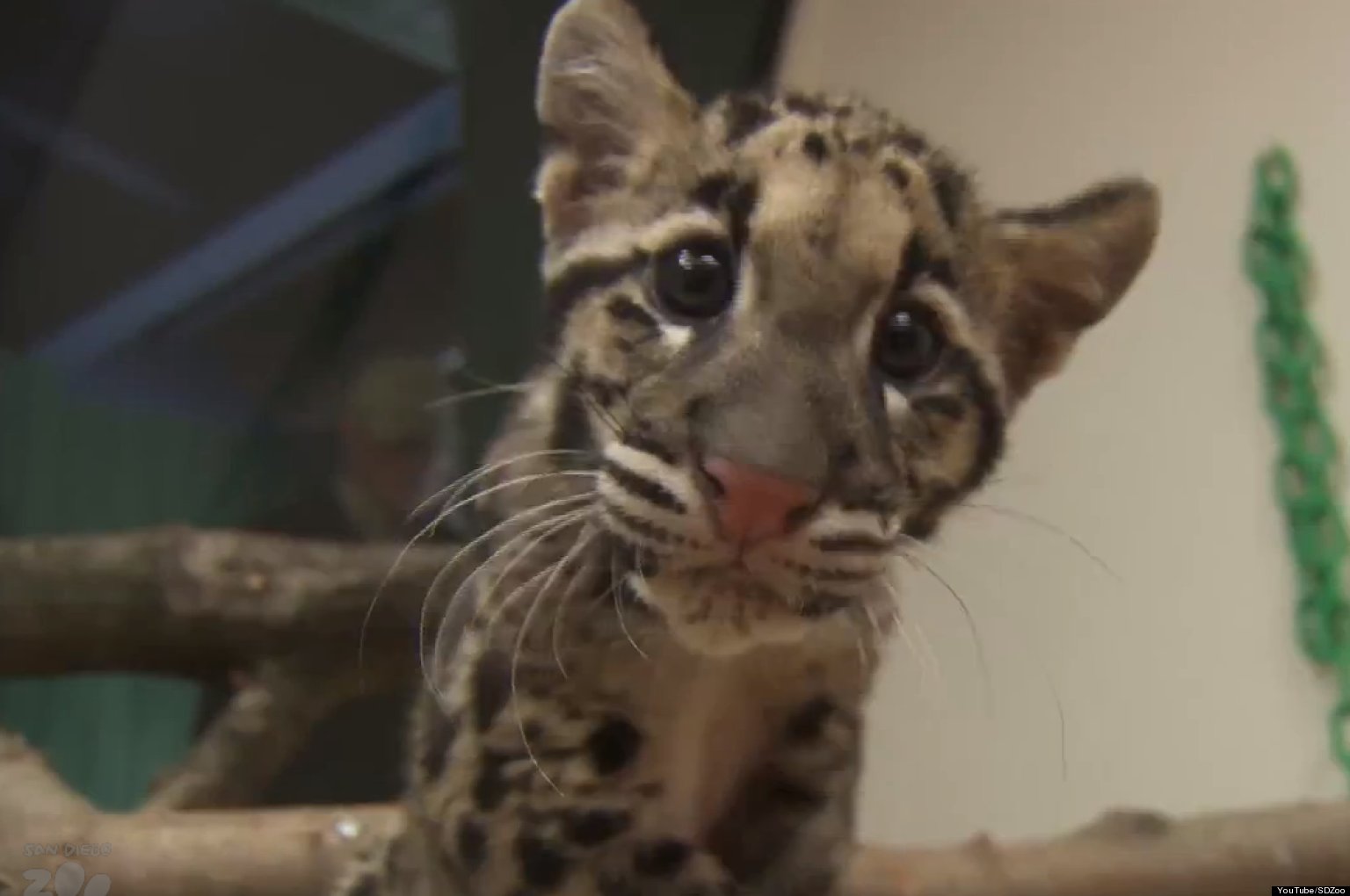 San Diego Zoo Leopard Cubs Play, Pounce And Climb In This Cute Video
