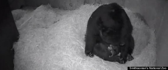 Andean Bear Cubs