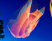 Janet Echelman: Imagination Becomes Reality