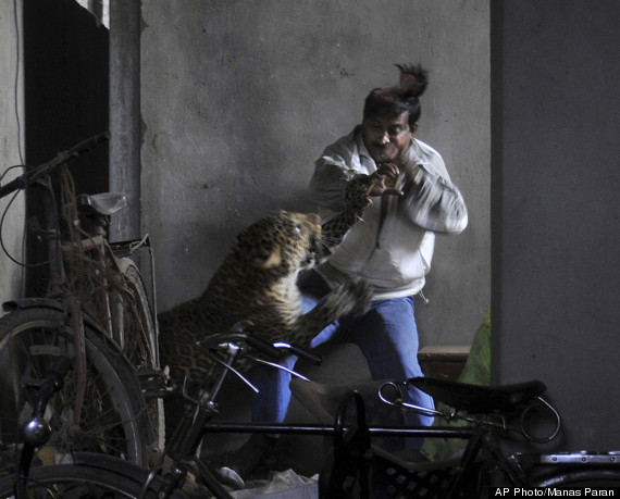 leopard attack