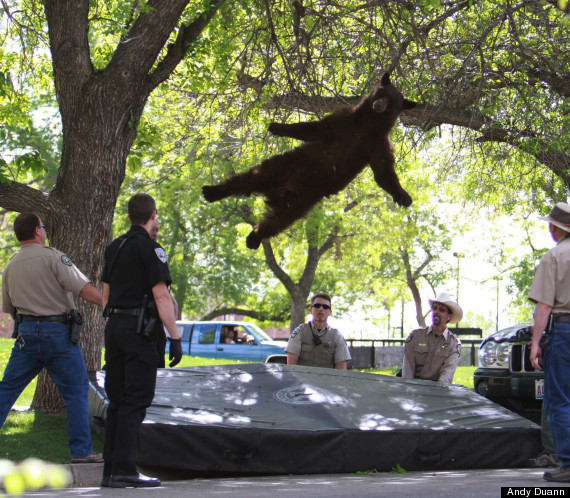 wandering bear