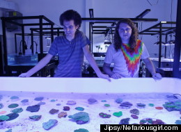 LOOK: Miami's Marine Biology As You've Never Seen It Before