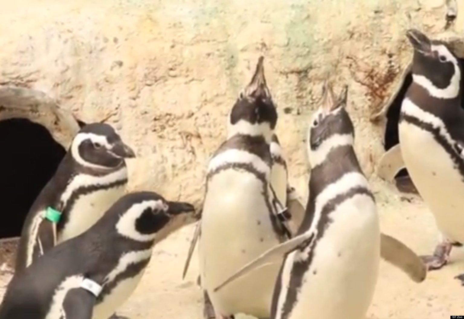 San Francisco Zoo Penguins Sing 'Jingle Bells' (VIDEO) | HuffPost