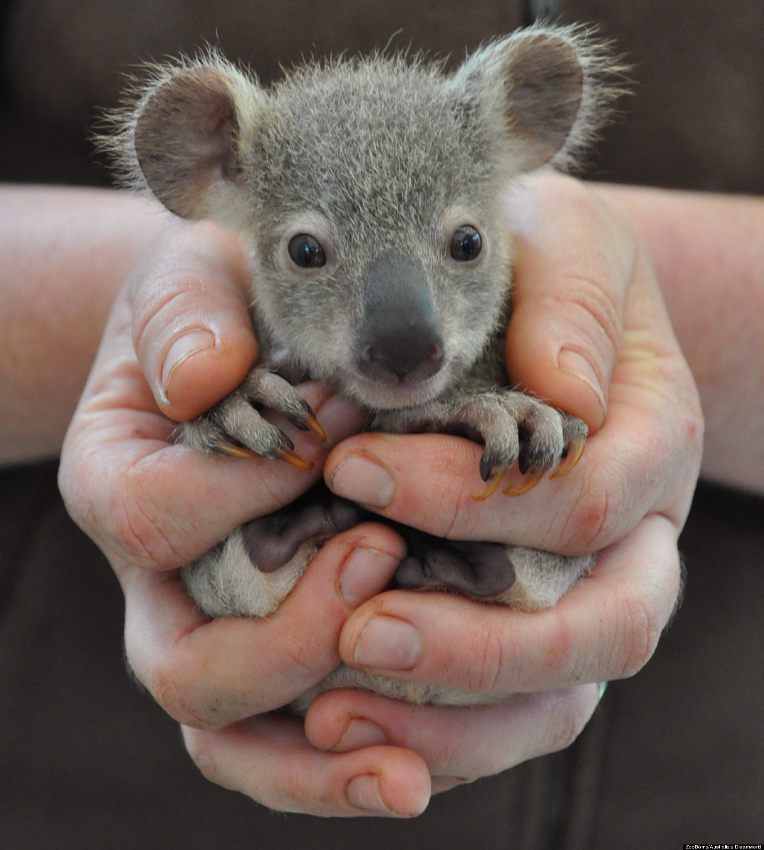 'Zooborns' Baby Animal Photos Are Adorable 'By The Numbers' | Huffpost