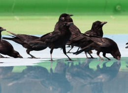 Large Crows