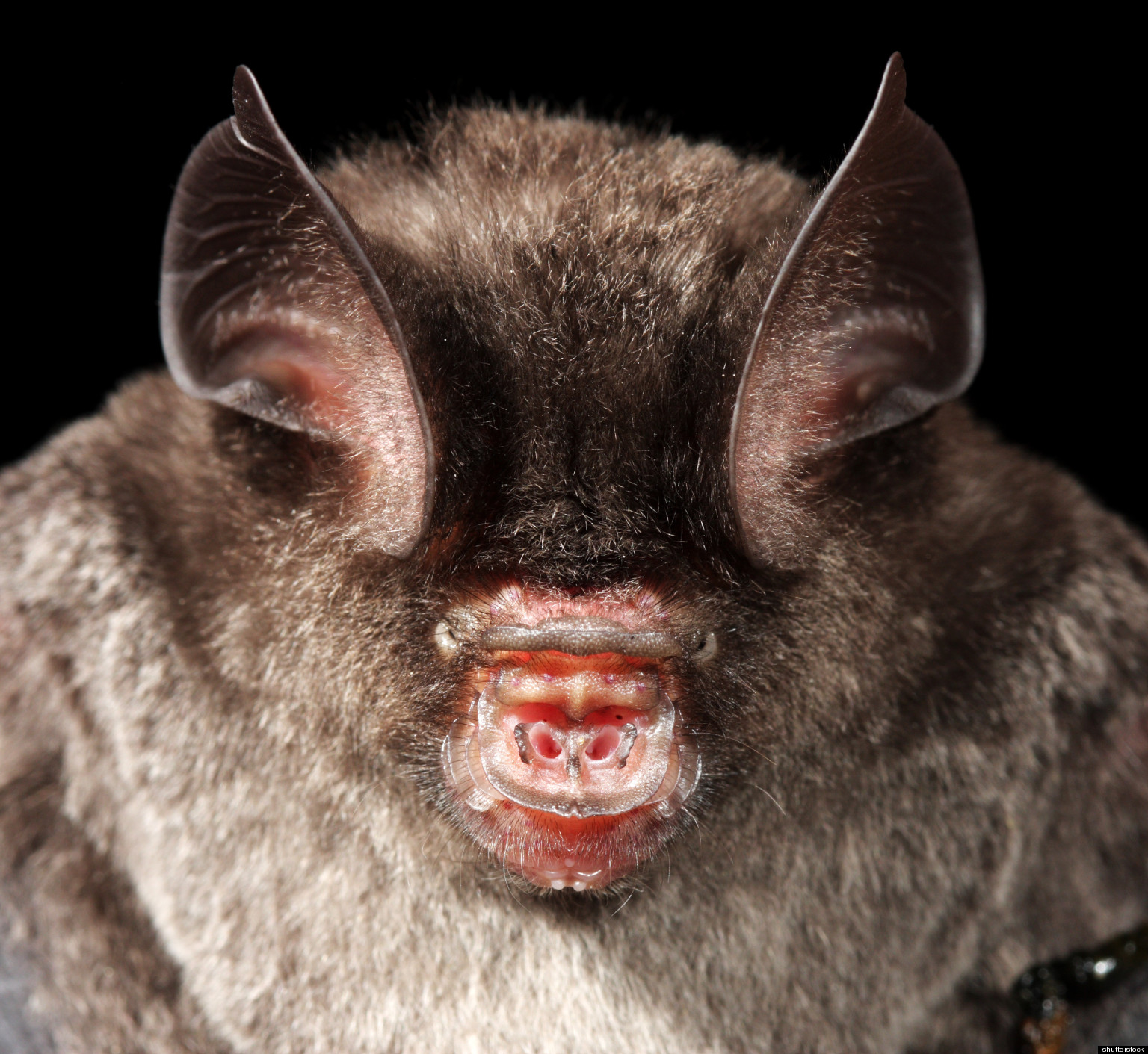 bat-immunity-research-may-shed-light-on-cancer-infections-aging-in