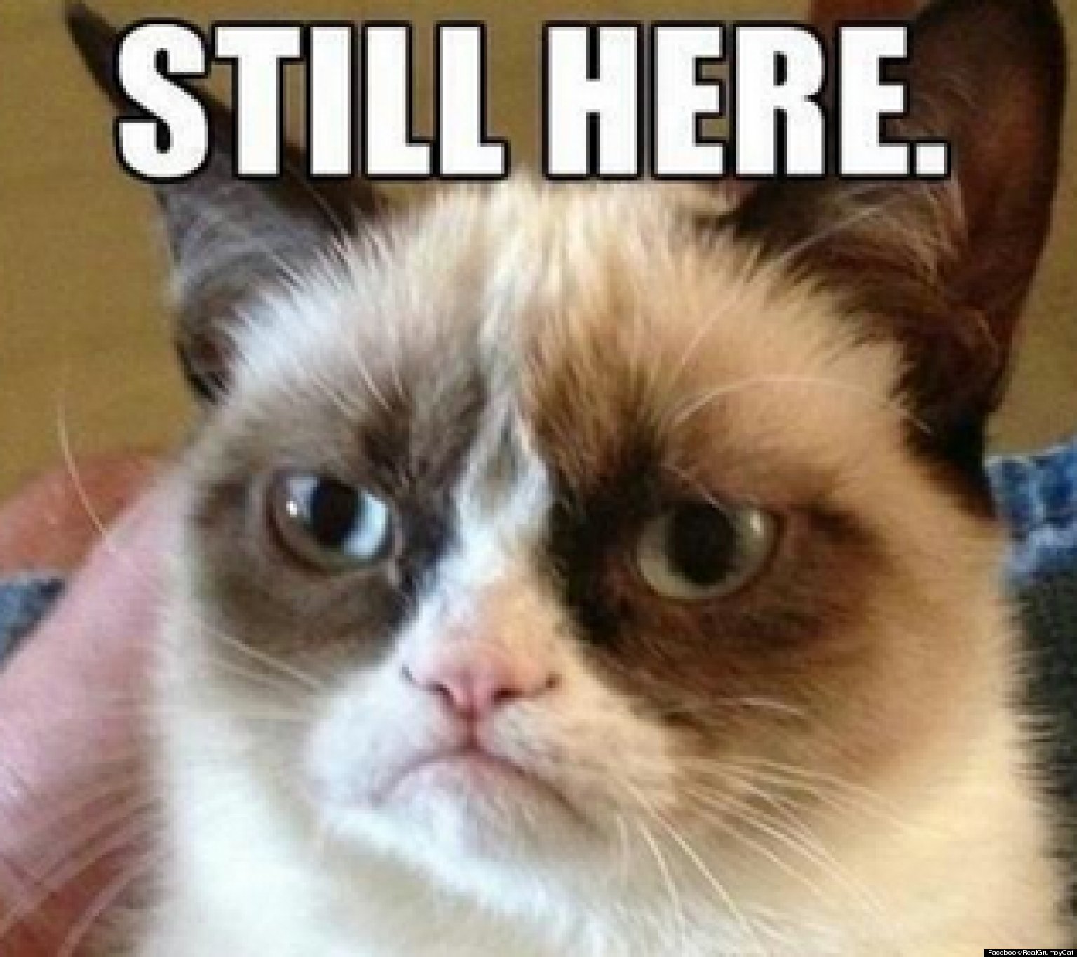 Grumpy Cat Apocalypse Tard The Cat Parody Accounts Respond To Mayan