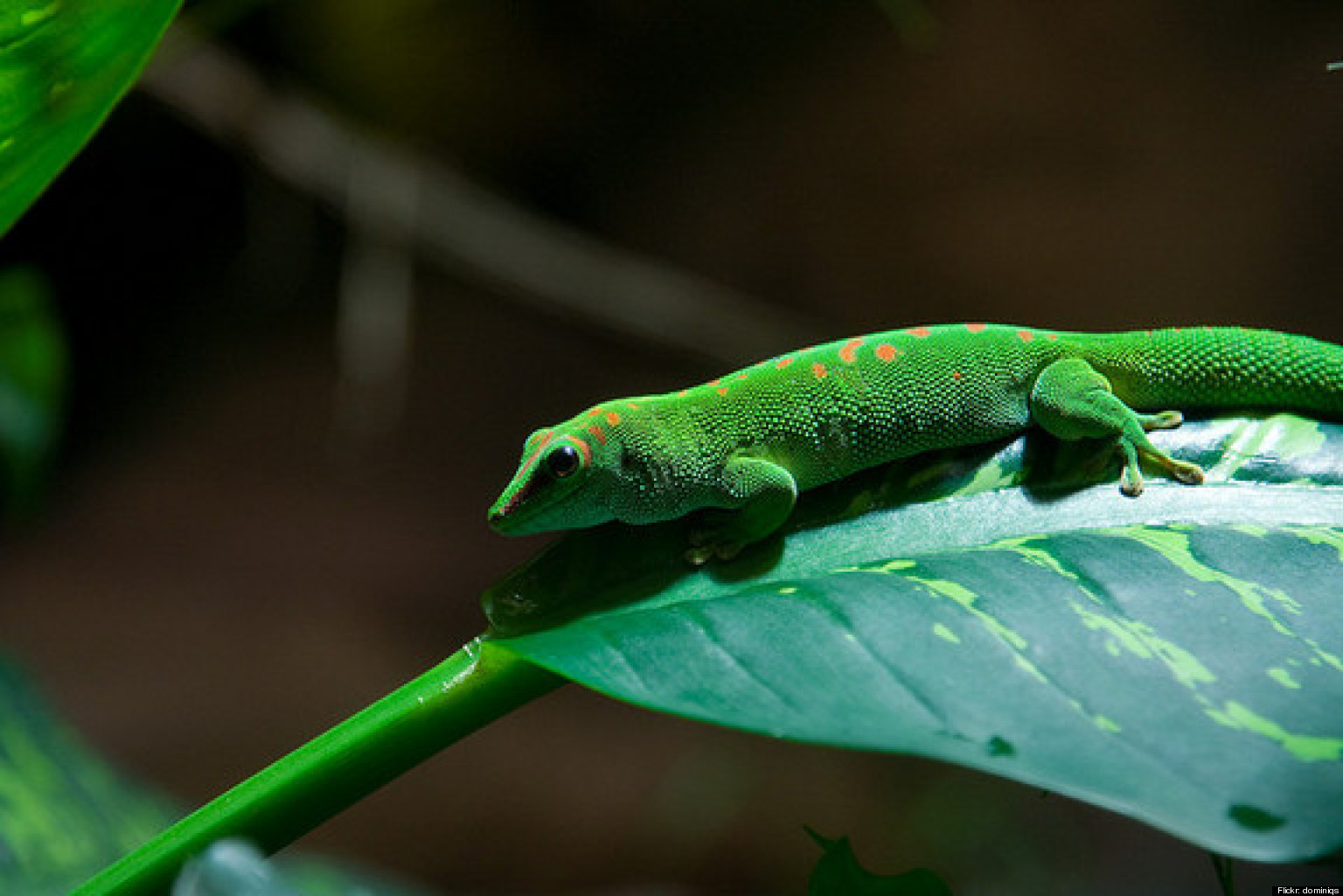 Gecko Tails Fall Off, Grow Back Along 'score Lines,' Study Suggests 