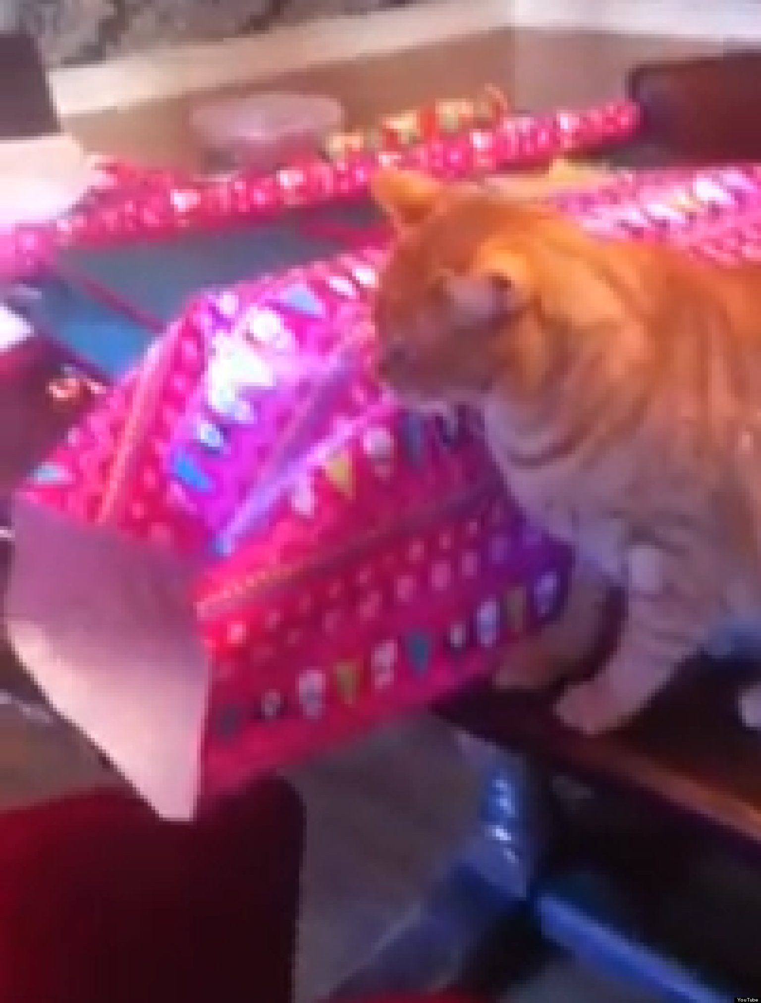 Grinch Cat Hates Wrapping Presents Cute/Ridiculous Animal Thing Of The