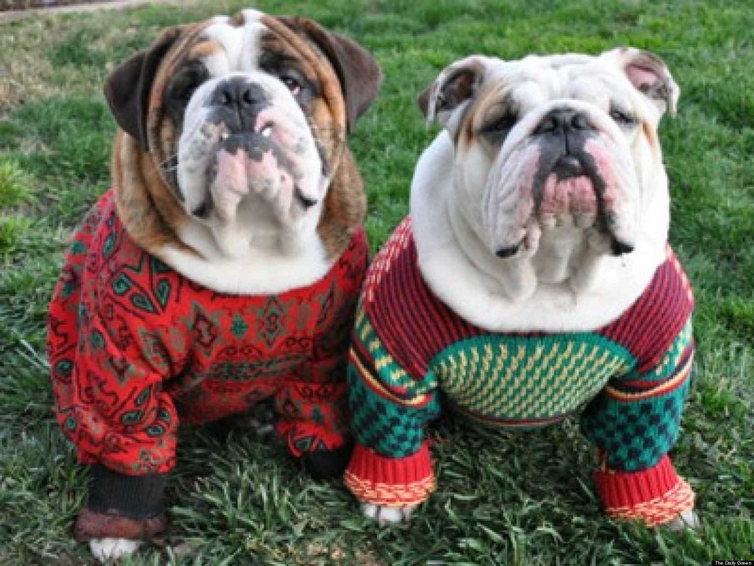 sweater ugly sweaters dog dogs winter holiday animals furry friends warm keep puppies showing funny jumpers contest adorable pets teen