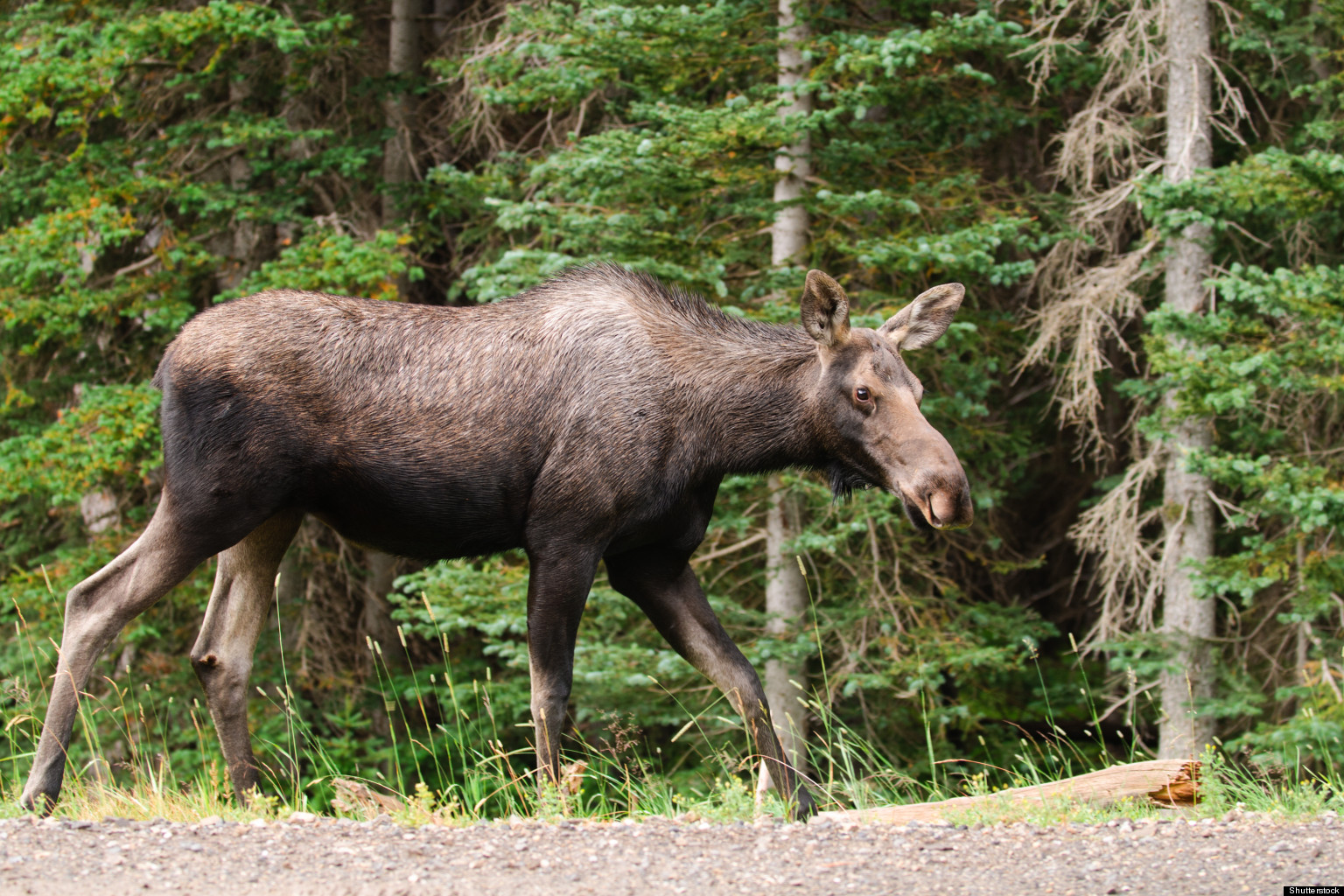 The Moose Sex Project Conservation Group Wants Love Corridor For Moose