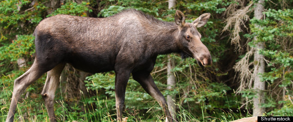 Moose Sex Project