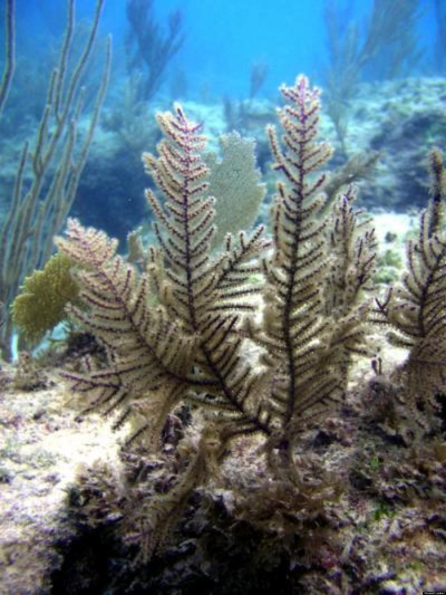 Coral sex Coral sex