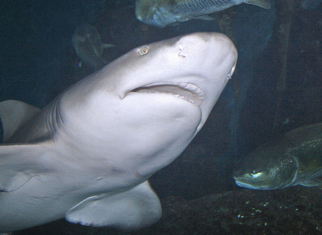 lemon shark