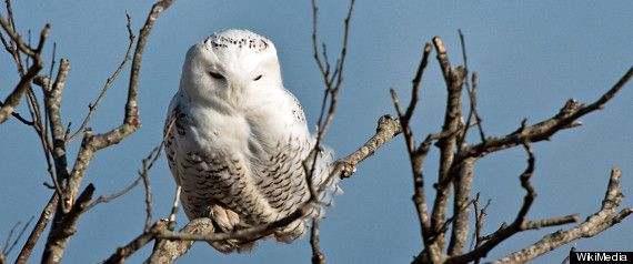 Snowy Owl