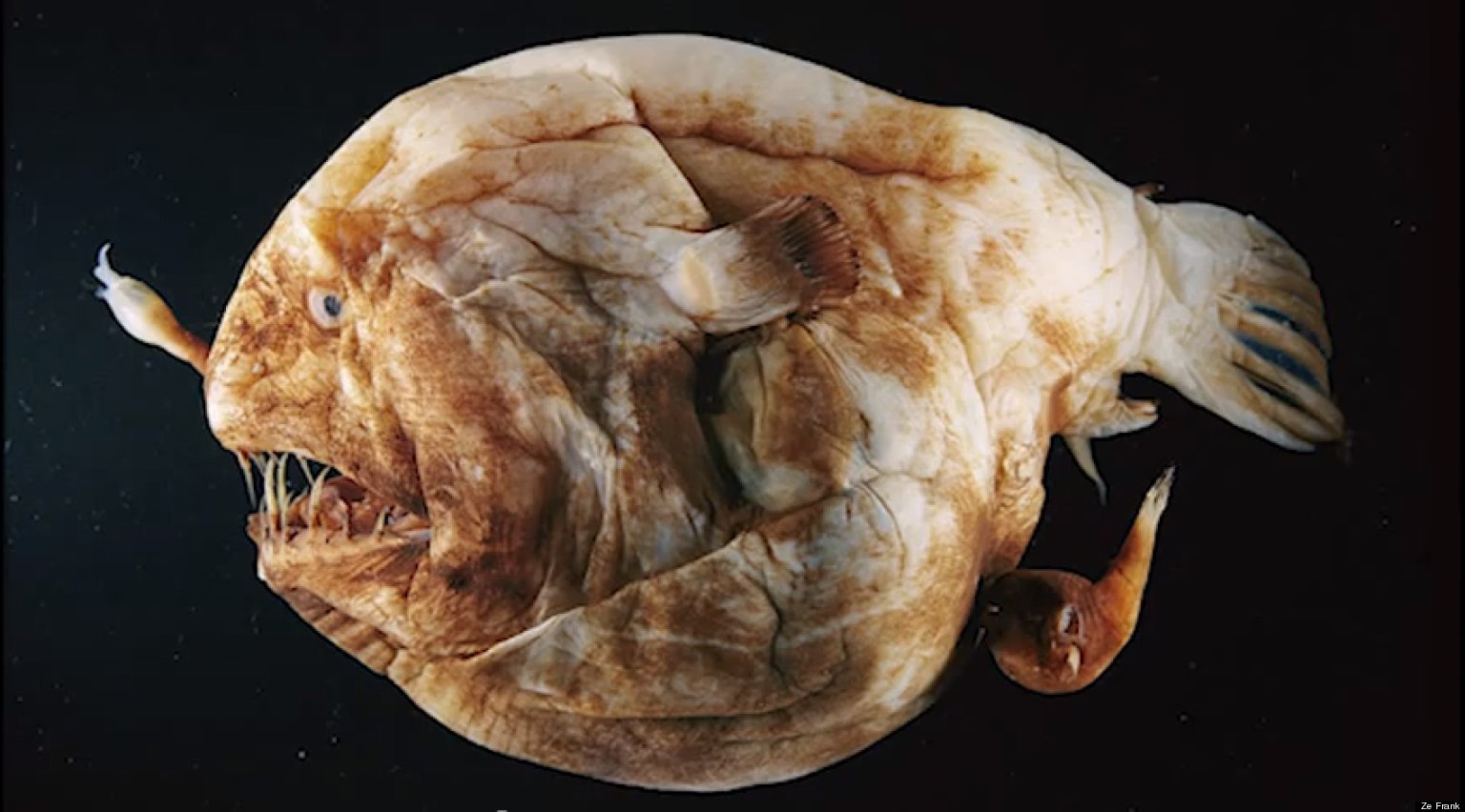 True Facts About The Angler Fish By Ze Frank (VIDEO