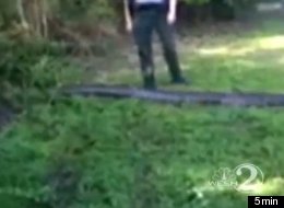 WATCH: Huge Python Slithers Into Picnic Area