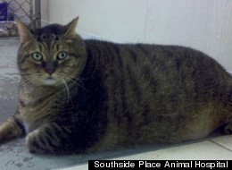Tiny Tim Fat Cat