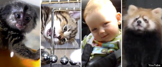 Cutestvideos2012splash