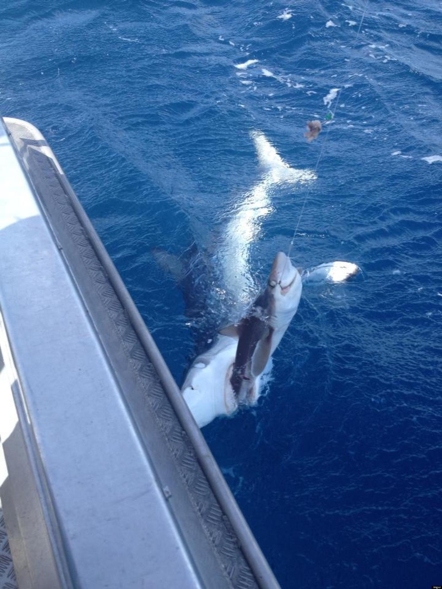 shark-eats-shark-picture-captures-fisherman-s-amazing-catch-near