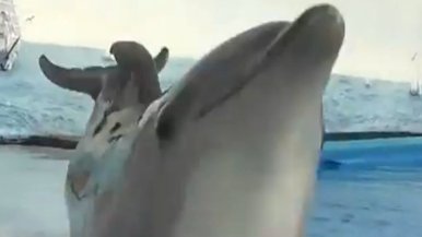 dolphin