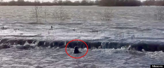 seal circled