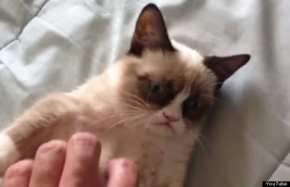 grumpy cat
