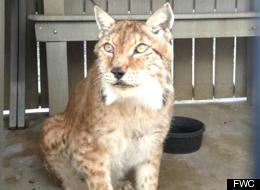 Siberian Lynx Dies After Florida Teen Allegedly Tries To ...