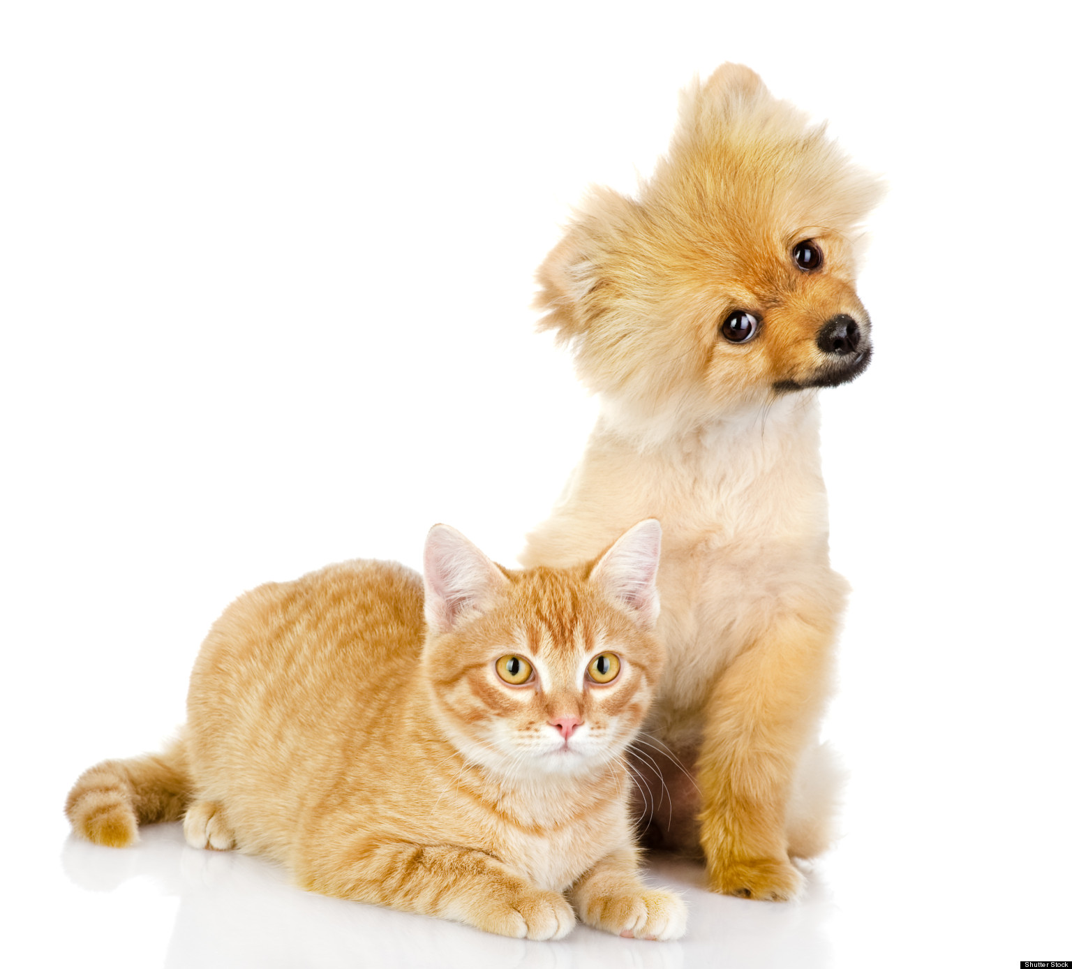 Farmers Eat Dogs, Cats In Switzerland Report HuffPost