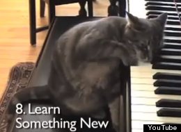 WATCH: New Year's Resolutions Demonstrated By Cats