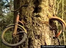 Tree Swallows Bike