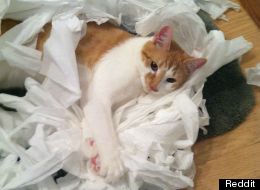 Mascotas vs. Papel Higiénico: 22 desastres en el baño (FOTOS)