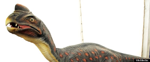 Oviraptor Tail Feathers