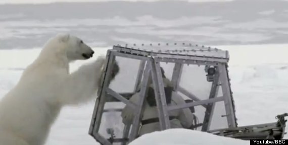polar bear
