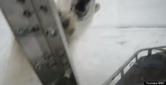 polar bear