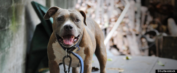 Pit Bull Attacks Calgary