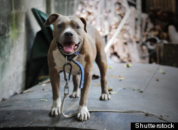 The Week in Review: Tweets from Space and Pitbull Problems