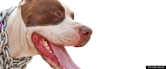 Pitbull Calgary Attack