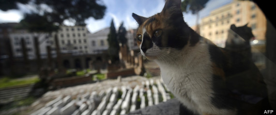 Cat Italy