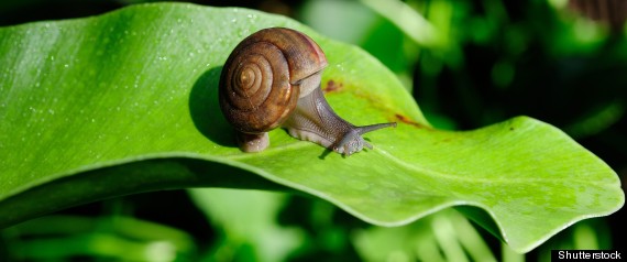 Snail