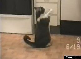 WATCH: Cat Begs For Dinner