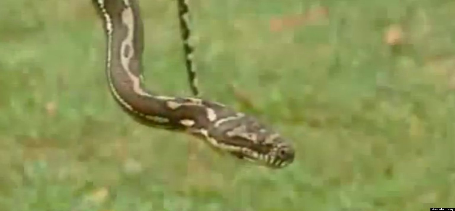 Mother Saves Daughter From Python In Bed Huffpost