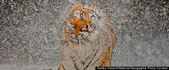 National Geographic Photo Contest 2012