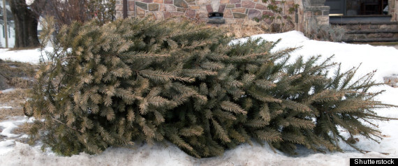 Christmas Tree Disposal