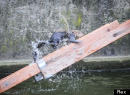 Everybody Say Awww! Stranded Squirrel Rescued By Fire Crew 