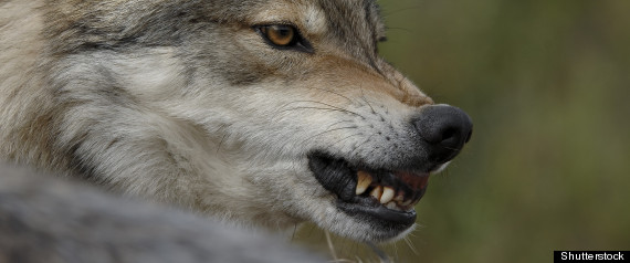 Wolves