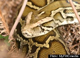 Group Outraged Over Rules For Python Challenge